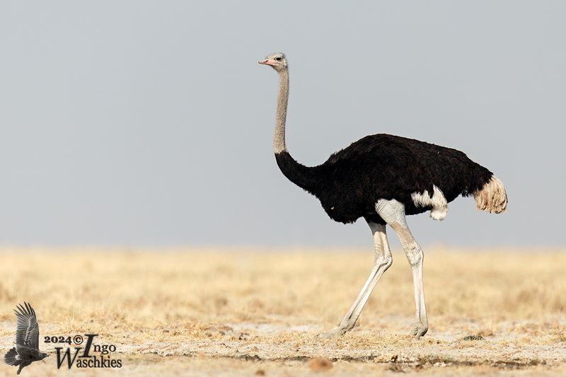 Struthionidae