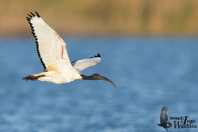 Adult African Sacred Ibis