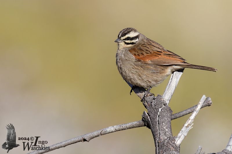 Adult Cape Bunting