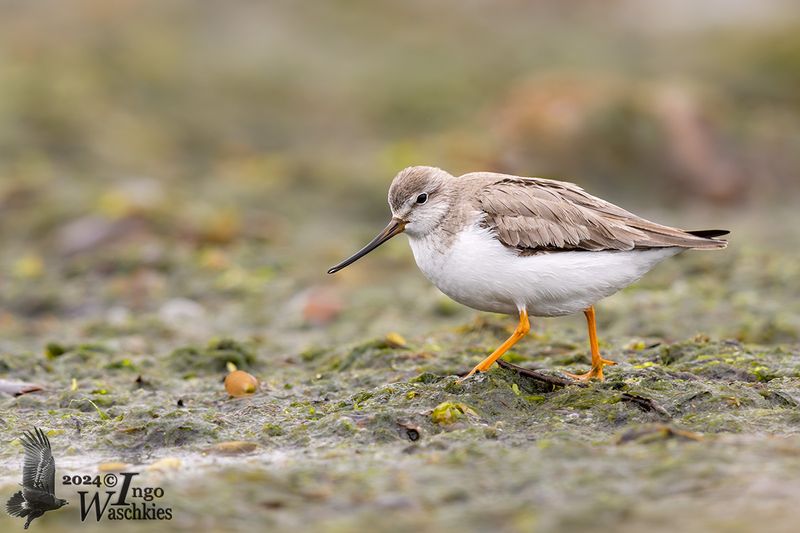 Adult Terek Sandpiper