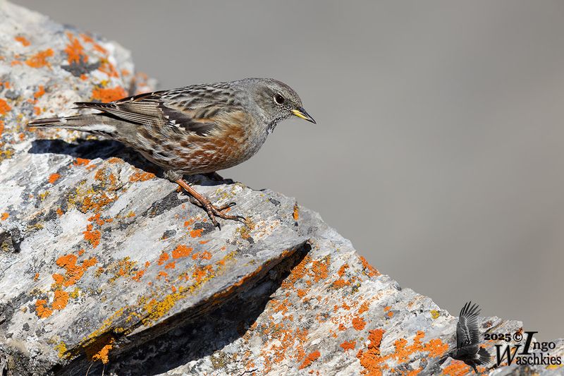 Adult Alpine Accentor