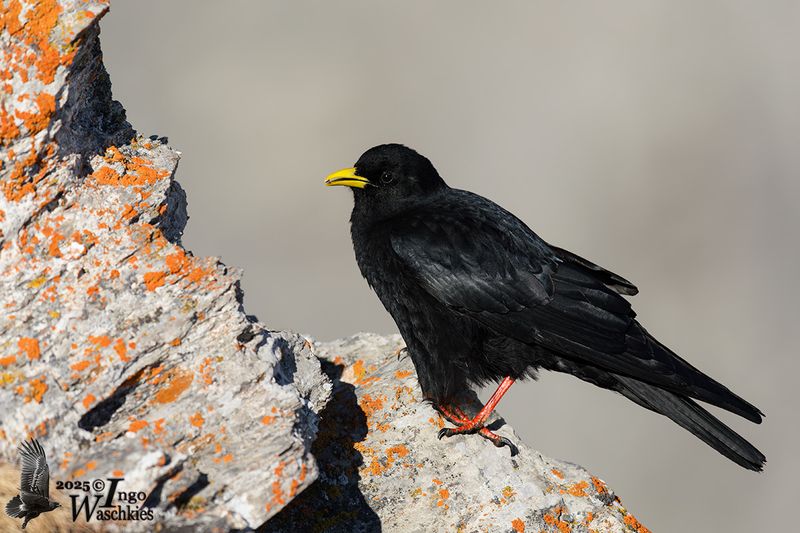 Adult Alpine Chough (ssp.  graculus)