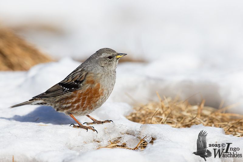 Adult Alpine Accentor