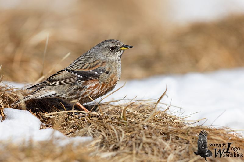 Adult Alpine Accentor