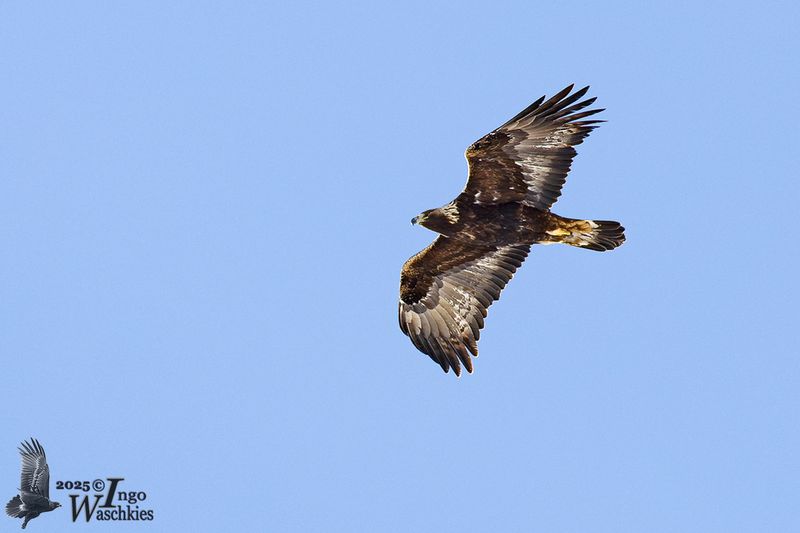 Immature Golden Eagle
