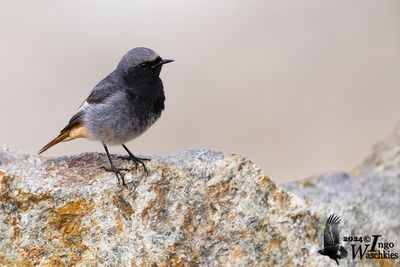 Black Redstart (Phoenicurus ochruros)