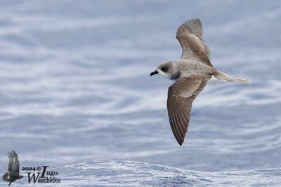 Zino's Petrel
