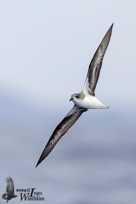 Zino's Petrel