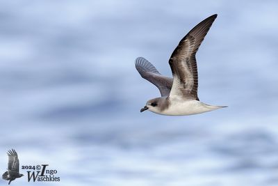 Zino's Petrel (Pterodroma madeira)