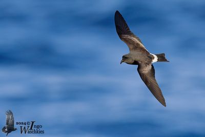 Adult Band-rumped Storm Petrel