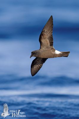 Band-rumped Storm Petrel (Hydrobates cast)