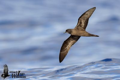 Bulwer's Petrel (Bulweria bulwerii)