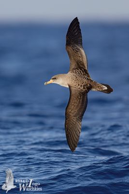Adult Cory's Shearwater