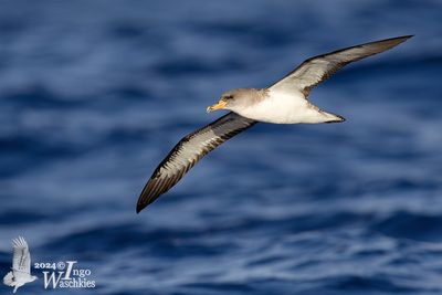 Adult Cory's Shearwater