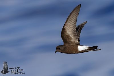 Wilson's Storm Petrel (Oceanites oceanicus)