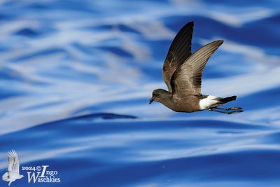 Adult Wilson's Storm Petrel