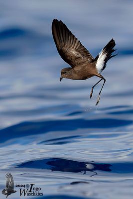 Adult Wilson's Storm Petrel
