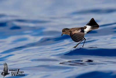 Adult Wilson's Storm Petrel