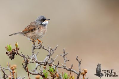 Adult Spectacled Warbler (ssp. orbitalis)