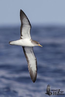 Cory's Shearwater (Calonectris borealis)