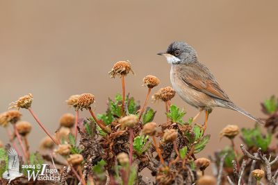 Adult Spectacled Warbler (ssp. orbitalis)