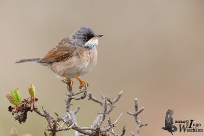 Adult Spectacled Warbler (ssp. orbitalis)