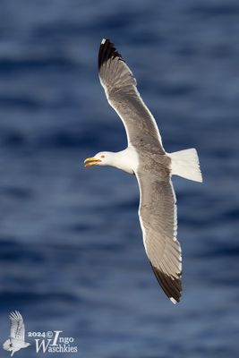 Yellow-legged Gull (Larus michahellis)