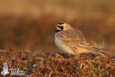 Horned Lark (Eremophila alpestris)