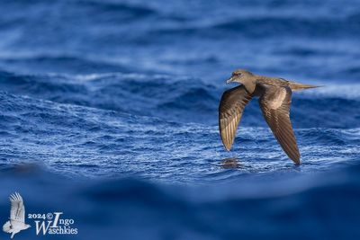 Bulwer's Petrel (Bulweria bulwerii)