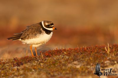 Adult female Common Ringed Plover (ssp.  tundrae )