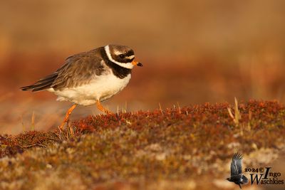 Common Ringed Plover (Charadrius hiaticula)