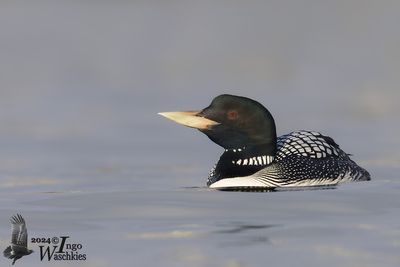 Yellow-billed Loon (Gavia adamsii)