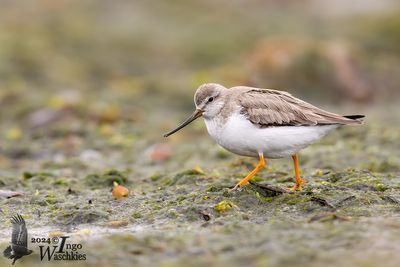 Terek Sandpiper (Xenus cinereus)