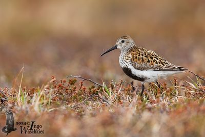 Dunlin (Calidris alpina)