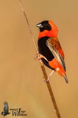 Adult male Southern Red Bishop in breeding plumage