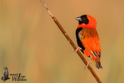 Adult male Southern Red Bishop in breeding plumage