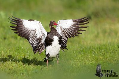 Spur-winged Goose (Plectroperus gabensis)