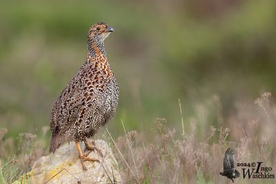 Grey-winged Francolin (Scleroptila afra)