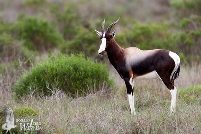Bontebok (Damaliscus pygargus)