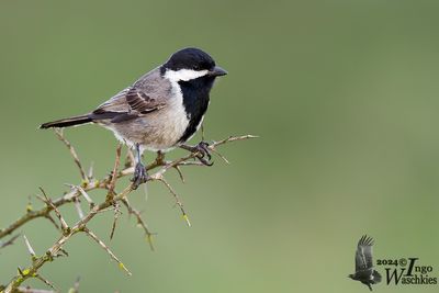 Adult Grey Tit (ssp. afer)