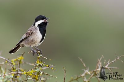 Adult Grey Tit (ssp. afer)