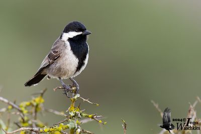 Adult Grey Tit (ssp. afer)
