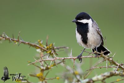 Grey Tit (Melaniparus afer)