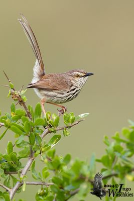 Adult Karoo Prinia