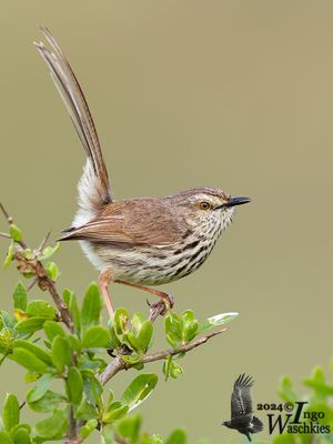Karoo Prinia (Prinia maculosa)