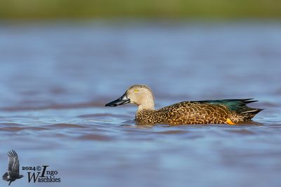 Cape Shoveler (Spatula smithii)