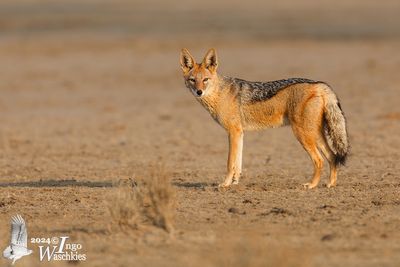 Black-backed Jackal (Lupulella mesomelas)