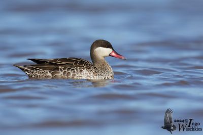Red-billed Teal (Anas erythrorhyncha)