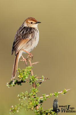 Levaillant's Cisticola (Cisticola tinniens)