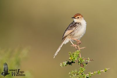 Adult Levaillant's Cisticola (ssp. elegans)